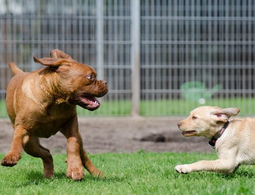 What Shots Do Dogs Need To Be Boarded?