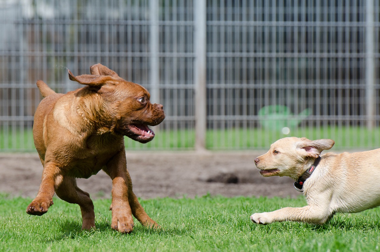 dogs playing at a dog boarding facility