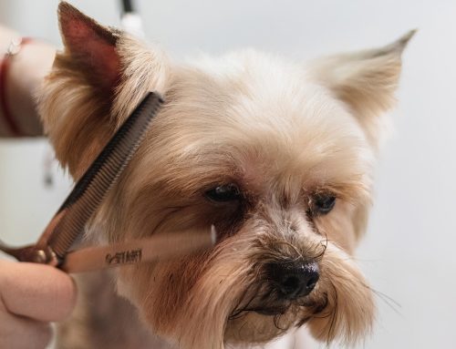 How Often Should a Dog Be Groomed