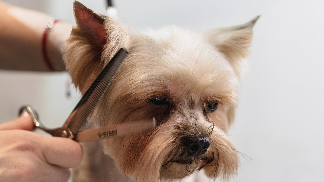 dog being groomed