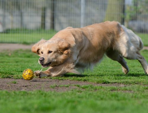 What to Pack for Dog Boarding