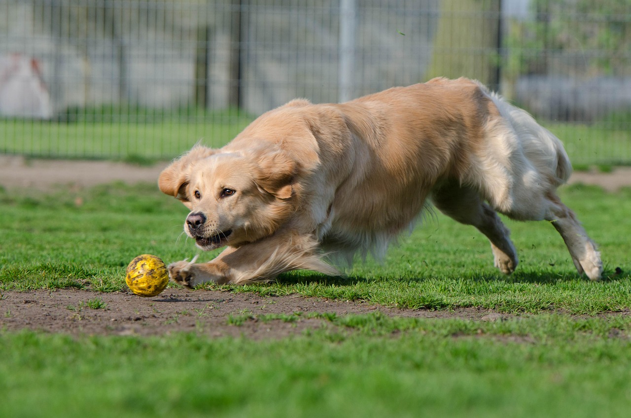 golden retriever playing at dog boarding facility