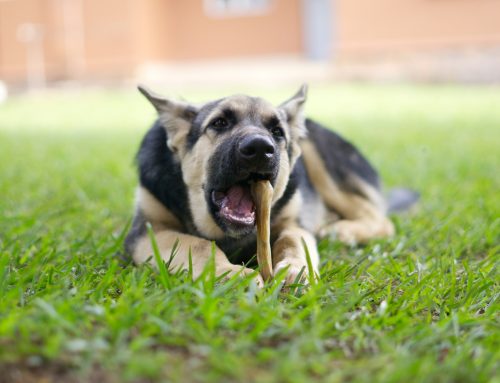 Are Bully Sticks Safe For Dogs?