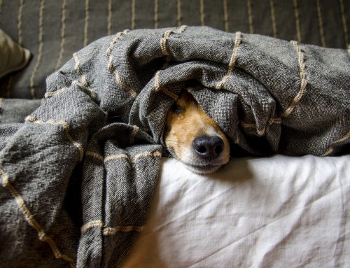 What Do Ring Worms Look Like On Dogs
