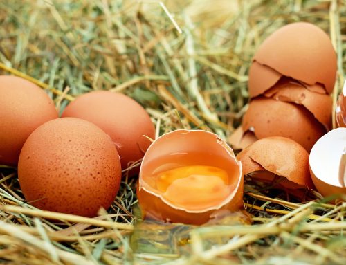Can Dogs Eat Eggshells?