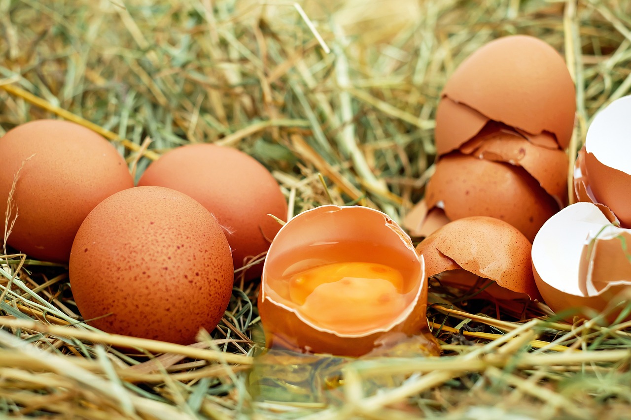 photo of egg shells that are cracked – can dogs eat egg shells photo of egg shells that are cracked - can dogs eat egg shells