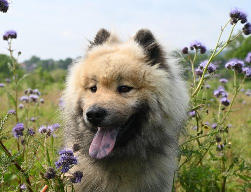 Why Is My Dog Panting So Much?