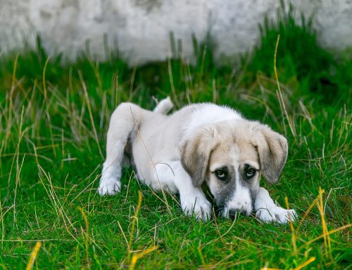 What Is Kennel Cough? Causes, Symptoms & What Dog Owners Need to Know