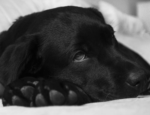 What Is A Dog’s Normal Temperature & How To Take It