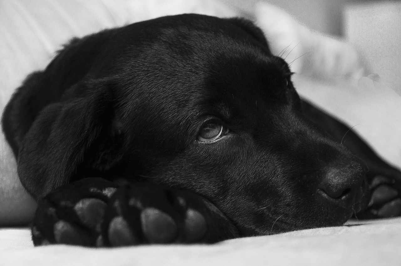 sick black lab dog sick black lab dog