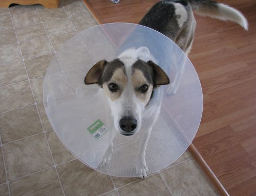 How To Tell If Your Dog Is Sick