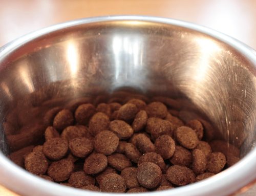 What Are Good Dog Foods?