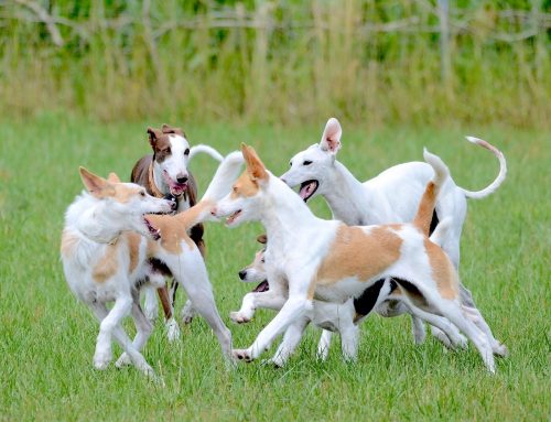 How to Socialize a Dog