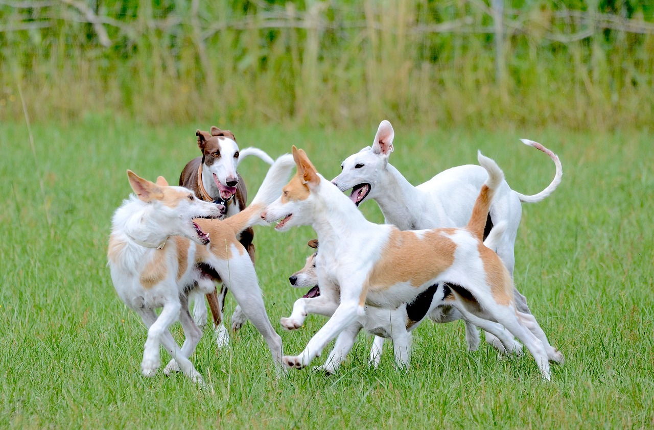 dogs socializing together dogs socializing together