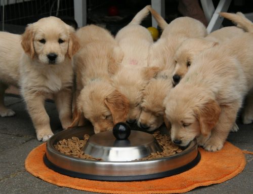 When Do Puppies Stop Growing?