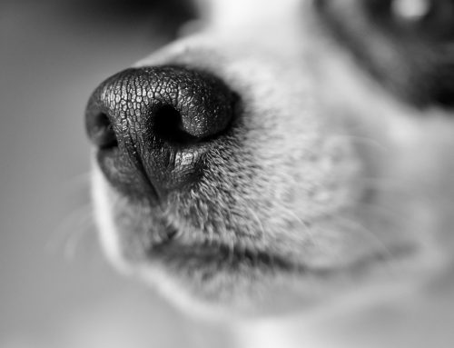 Why Is My Dog’s Nose Dry