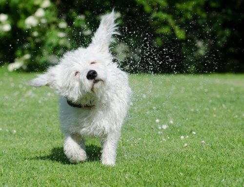Why Is My Dog Shaking? Reasons & Treatments
