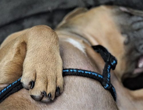 Why Do Dogs Like Belly Rubs