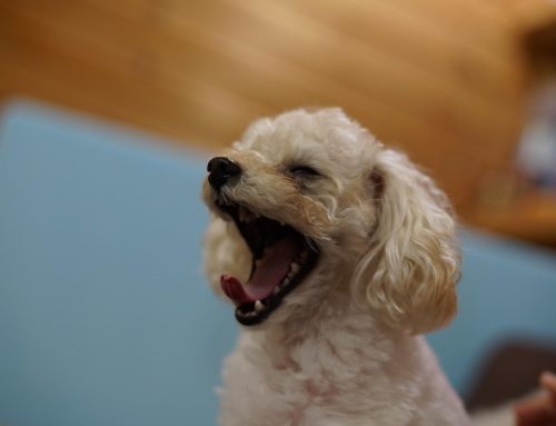 Home Treatment for Dogs’ Bad Breath