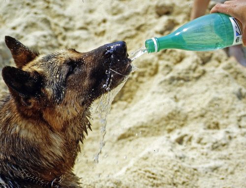 Why Is My Dog Drinking So Much Water