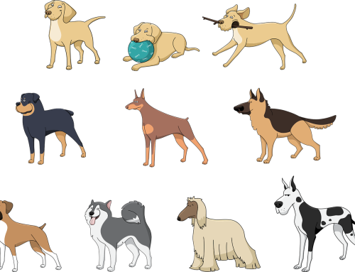 Some Of The Biggest Dog Breeds
