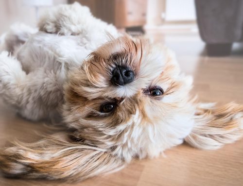 What To Give A Dog With An Upset Stomach