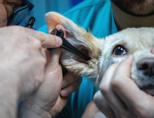 Dog Ear Infection Treatments