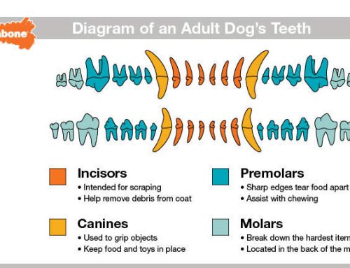 How Many Teeth Do Dogs Have?
