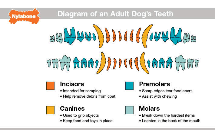 diagram of adult dogs teeth
