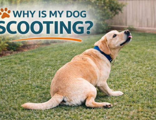 Why Is My Dog Scooting | Causes, Treatment, and When to See a Vet