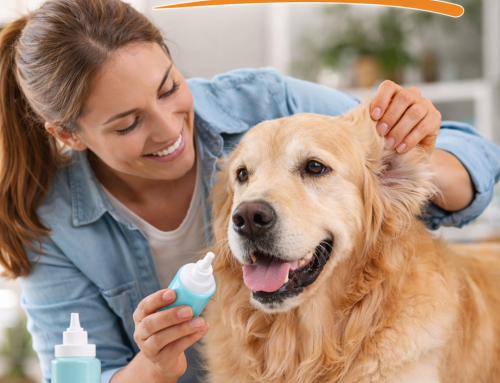 How To Clean Dog Ears Safe, Step-by-Step Guide for Healthy Ears