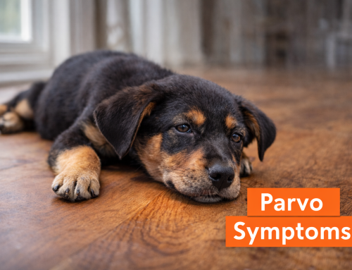 Parvo Symptoms: What Every Dog Owner Needs to Know