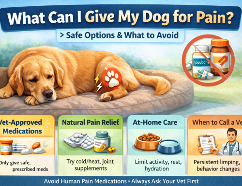 What Can I Give My Dog for Pain? (Safe Options + What to Avoid)