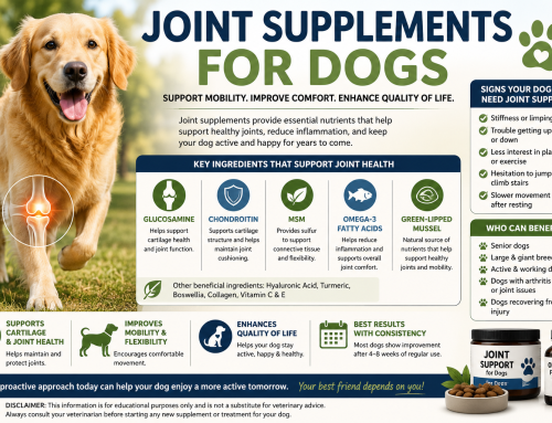 Joint Supplements for Dogs: Do They Work and Which Ones Are Best?