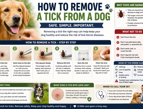 How to Remove a Tick From a Dog Safely