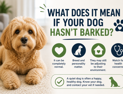 What Does It Mean if Your Dog Hasn’t Barked?